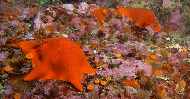 photo of orange bat sea stars