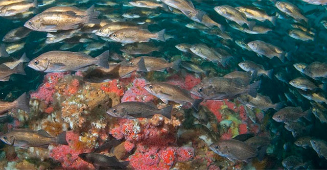 photo of a school of fish
