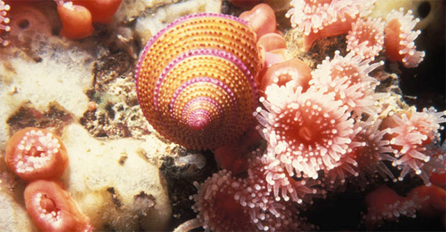 photo of anemone and snail