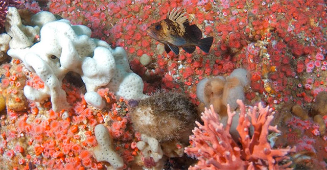 photo of sponges, coral and anemones