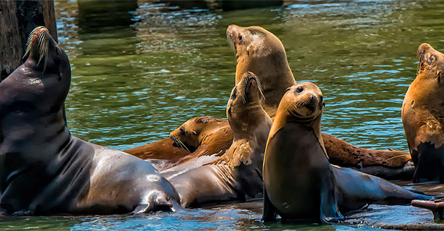 photo of a sea lions