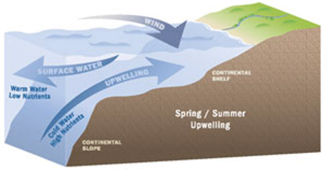 illustration of upwelling of the bank