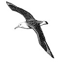 drawing of a seabird in flight