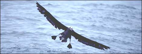 Black-footed Albatross 