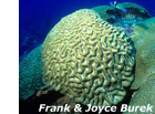 photo of brain coral