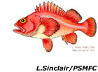 illustration of a rockfish