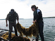 harvesting_kelp
