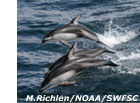 photo of pacific whate dolphins swimming