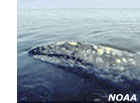 photo of a gray whale
