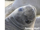 photo of an elephant seal pup