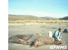 photo of a person and a dead animal on the beach