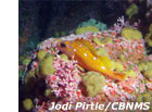 photo of a rockfish on coral