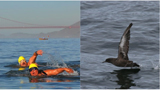 image of sotty shearwater and people swimming