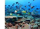 photo of school of fish and coral