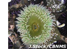 photo of green anemone