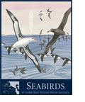 seabird poster