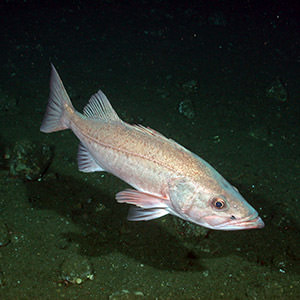 boccacio rockfish