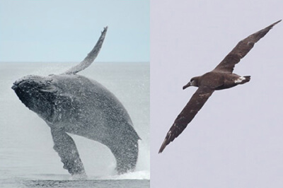 left: a breaching whale right: a seabird