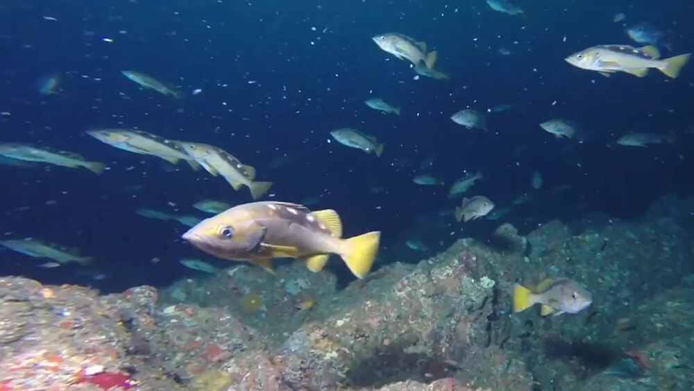 many yellow and gray fish swim in deep water