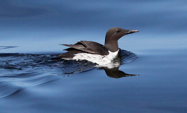 A common murre floats on water