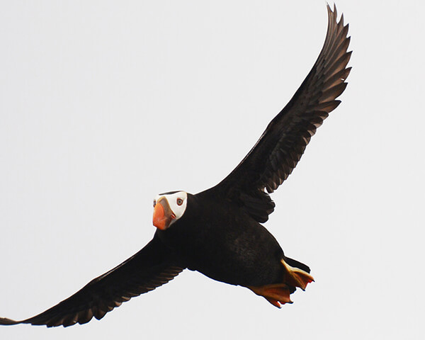 a tufted puffin in flight