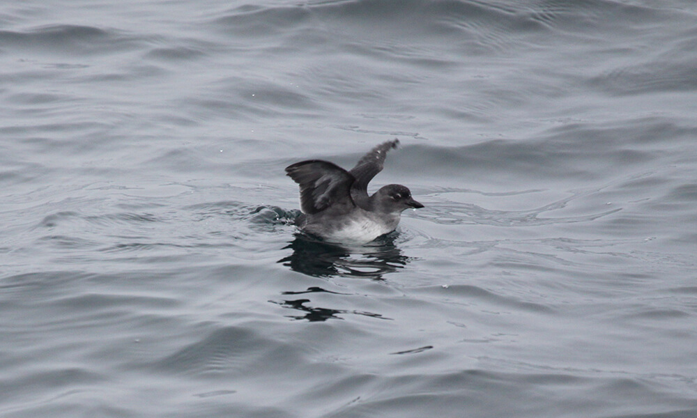 Cassin’s Auklet floats on water while spreading its wings