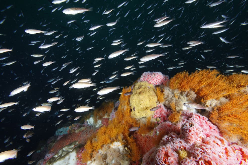 photo of fishes under water by the reef