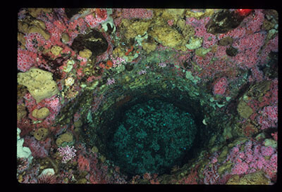A granitic formation with invertebrates on the edges and a big round hole in the middle. 