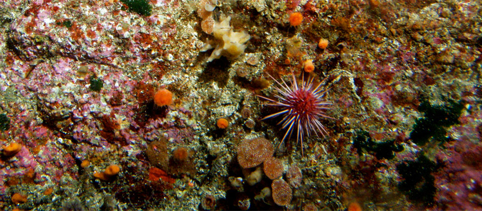 photo of a red urchin
