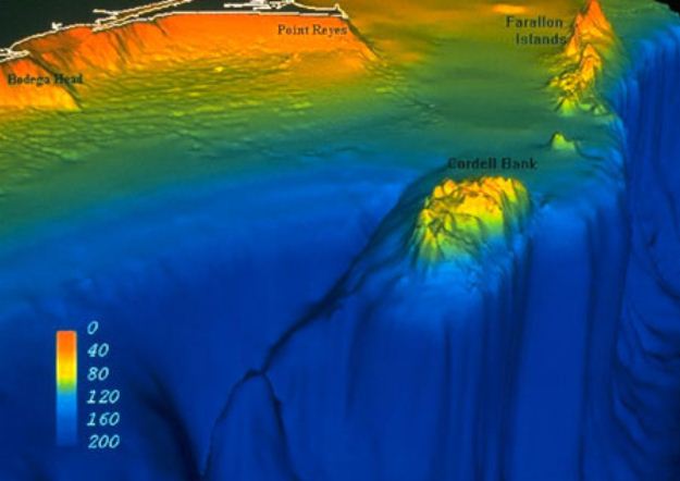 image of cordell bank on the seafloor
