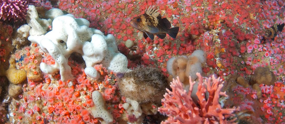 photo of fish and coral