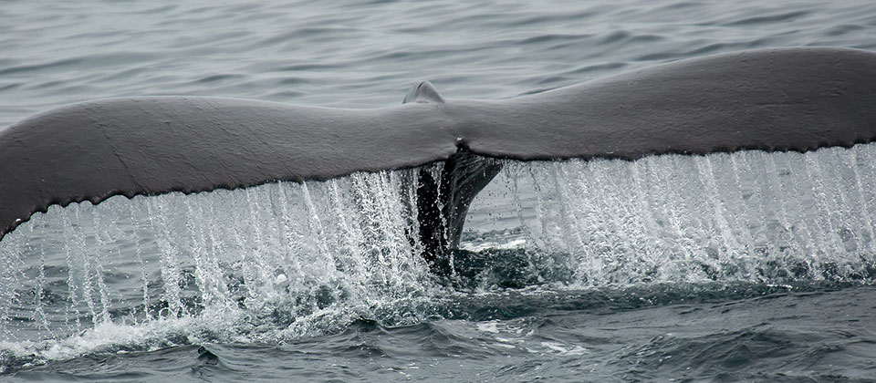 photo of humpback whale tail