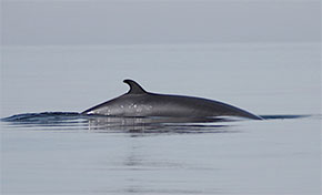 photo of a minke whale