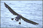 Blackfoot bird image