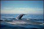 Blue Whale image