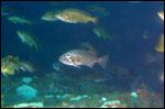 yellowtail rockfish photo