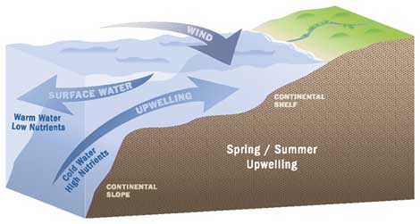 Upwelling illustration