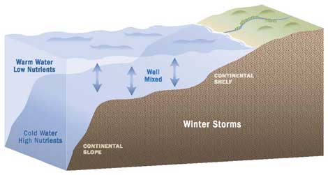 Winter storm illustration