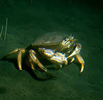 photo of a dungeness crab