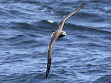photo of shearwater flying over water