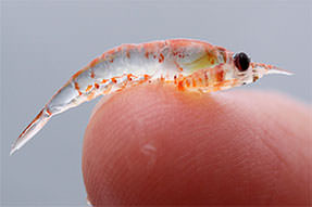 image of krill on fingertip