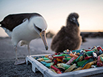 albatross picking plastic