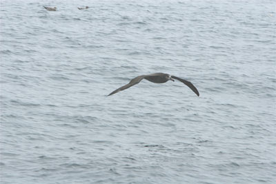 Black-footed Albatross
