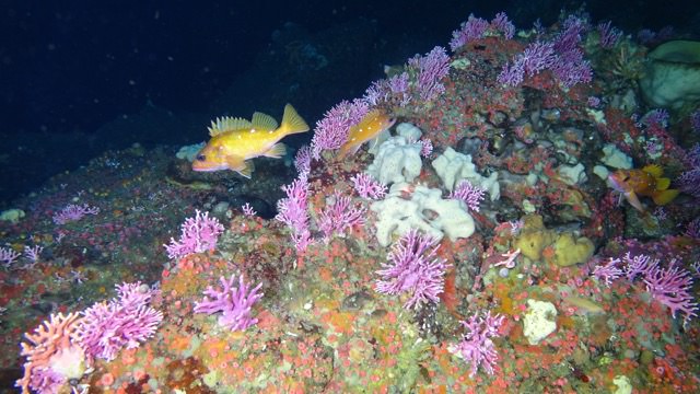 Cordell Bank upper reefs covered with invertebrates