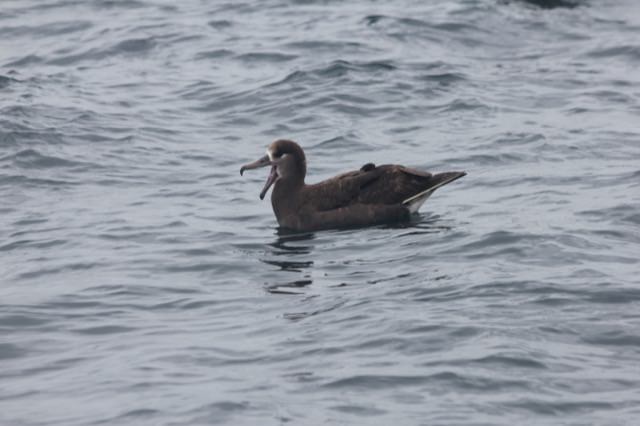 Black-footed albatross on the water with its beak open