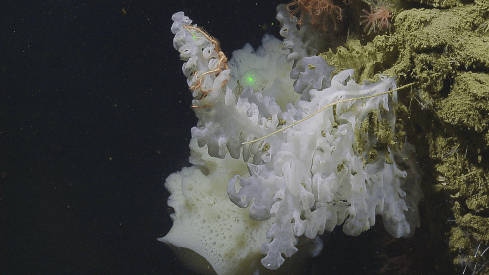a white sponge in deep water