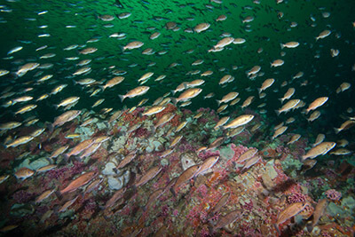 A school of fish swim near a reef