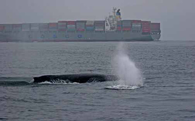a whale surfaces for air with a container ship in the background