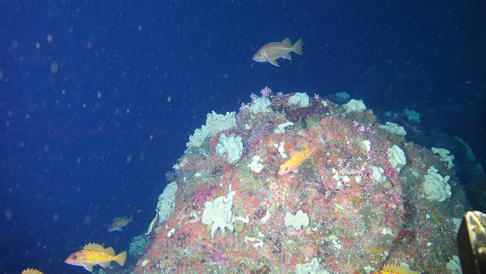 Fish swim around corals in deep water