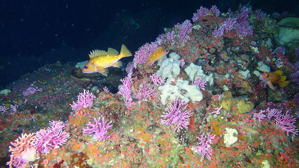 Fish swim around a colorful reef